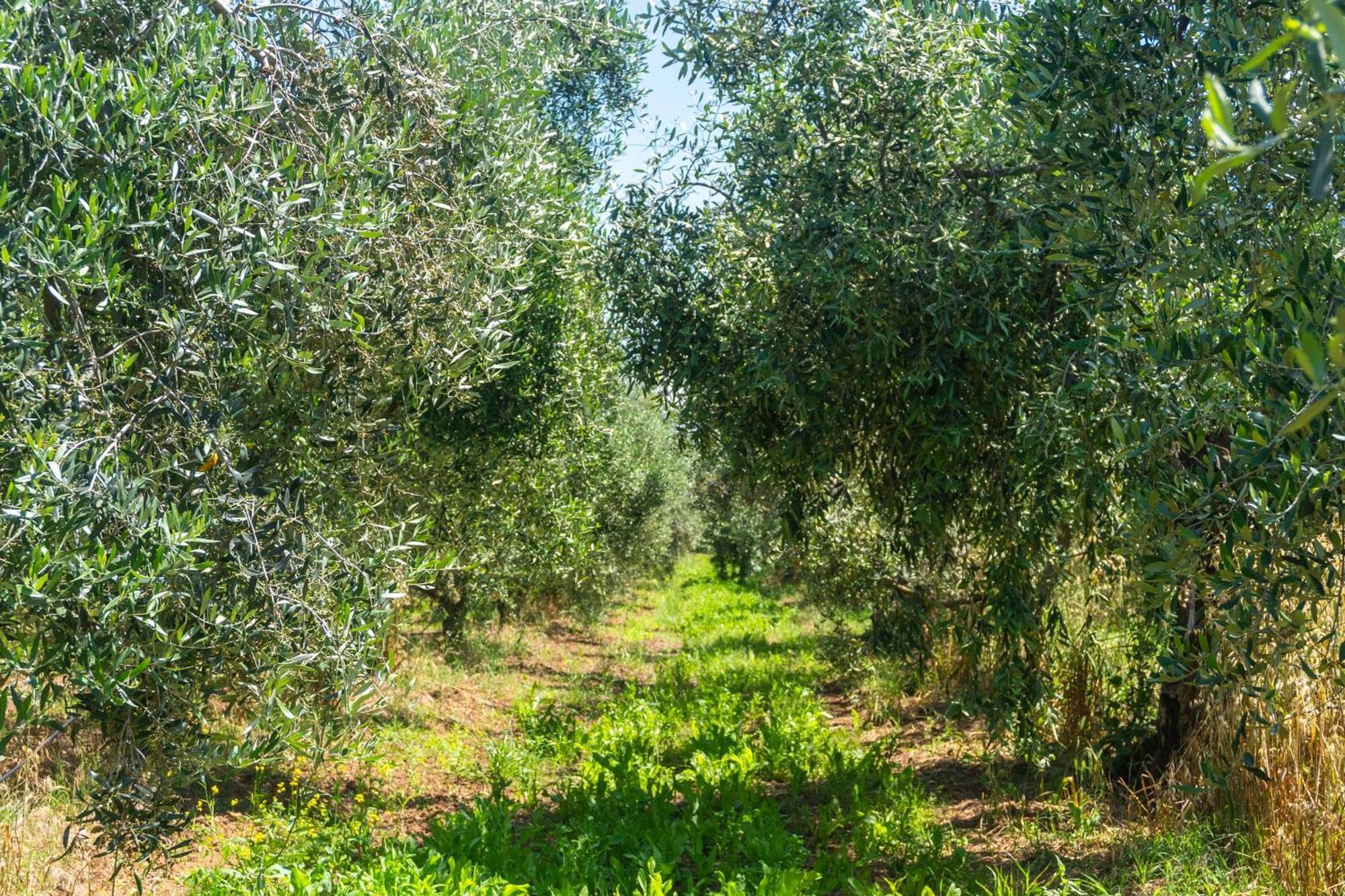 Agriturismo Il Tripesce Vada Exterior photo